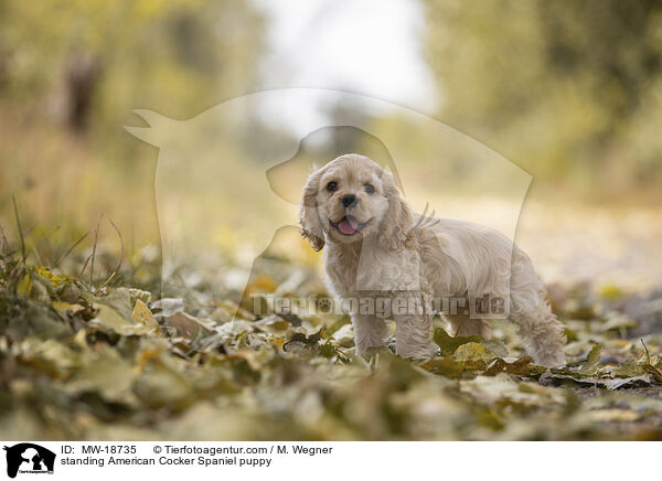 standing American Cocker Spaniel puppy / MW-18735