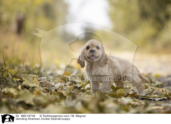 standing American Cocker Spaniel puppy / MW-18736