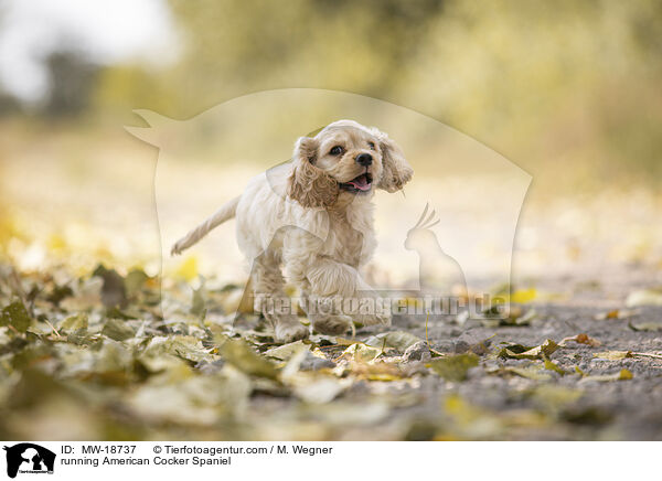 running American Cocker Spaniel / MW-18737