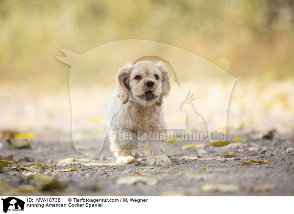 running American Cocker Spaniel / MW-18738