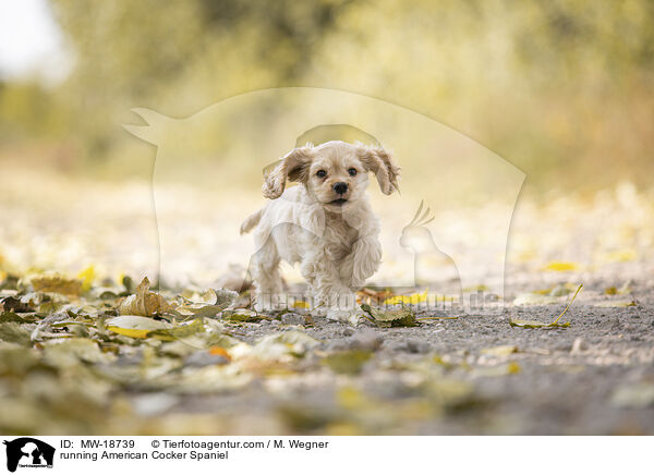 running American Cocker Spaniel / MW-18739
