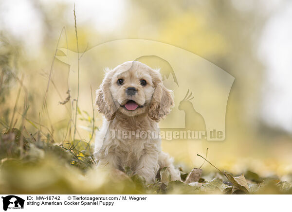 sitting American Cocker Spaniel Puppy / MW-18742