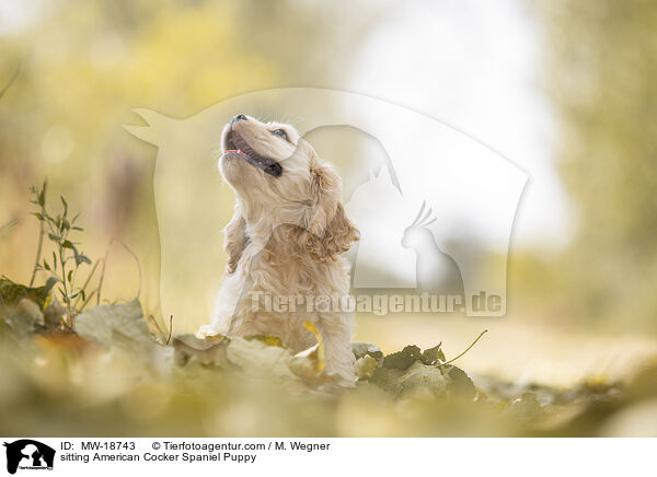 sitting American Cocker Spaniel Puppy / MW-18743