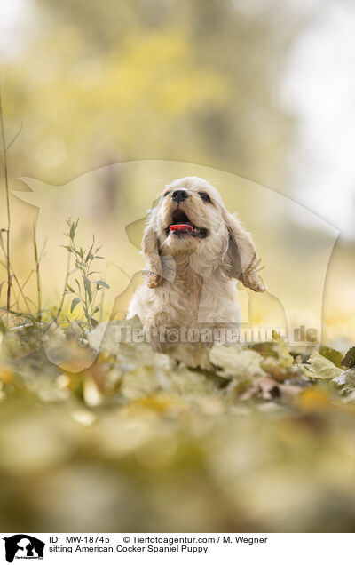sitting American Cocker Spaniel Puppy / MW-18745