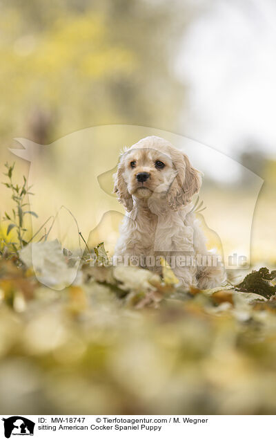 sitting American Cocker Spaniel Puppy / MW-18747