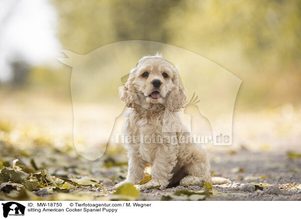 sitting American Cocker Spaniel Puppy / MW-18750