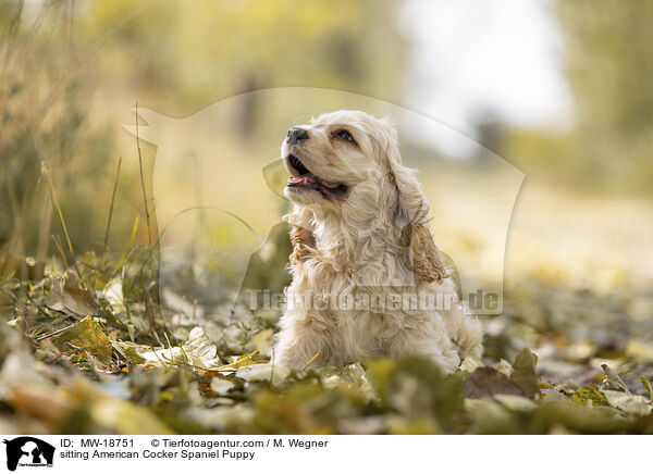sitting American Cocker Spaniel Puppy / MW-18751