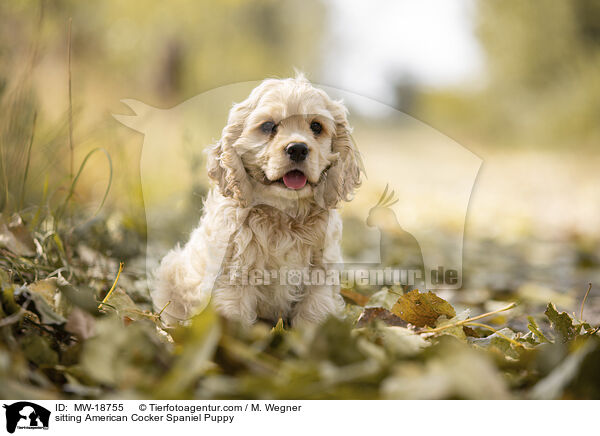 sitting American Cocker Spaniel Puppy / MW-18755