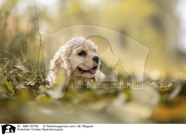 American Cocker Spaniel puppy / MW-18756