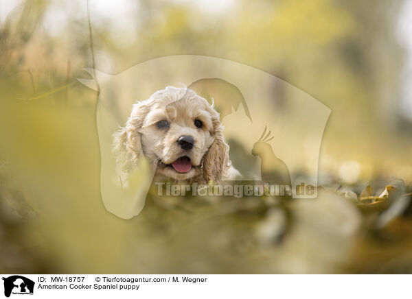 American Cocker Spaniel puppy / MW-18757