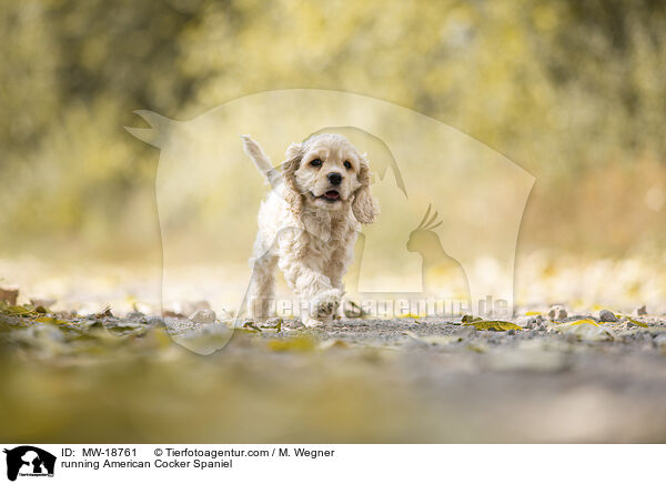 running American Cocker Spaniel / MW-18761