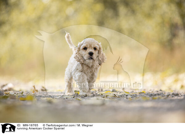 running American Cocker Spaniel / MW-18765