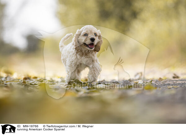 running American Cocker Spaniel / MW-18766