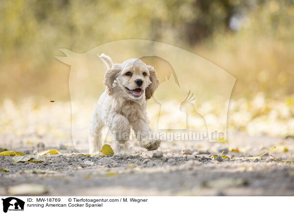 running American Cocker Spaniel / MW-18769
