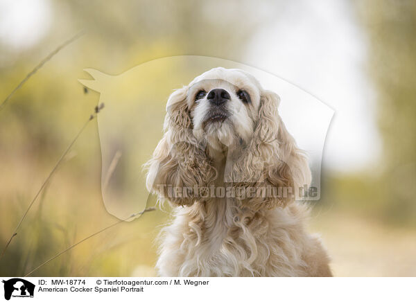 American Cocker Spaniel Portrait / MW-18774