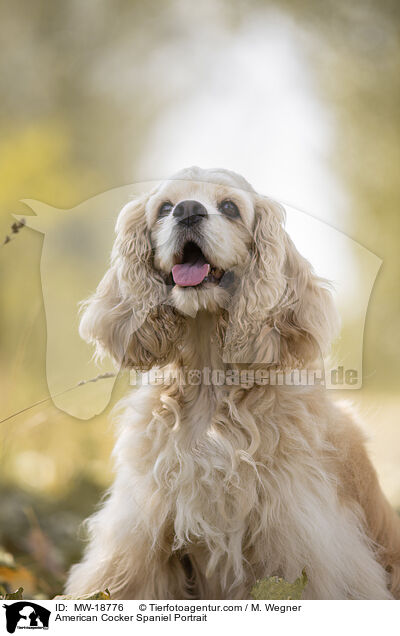 American Cocker Spaniel Portrait / MW-18776