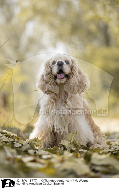 standing American Cocker Spaniel / MW-18777