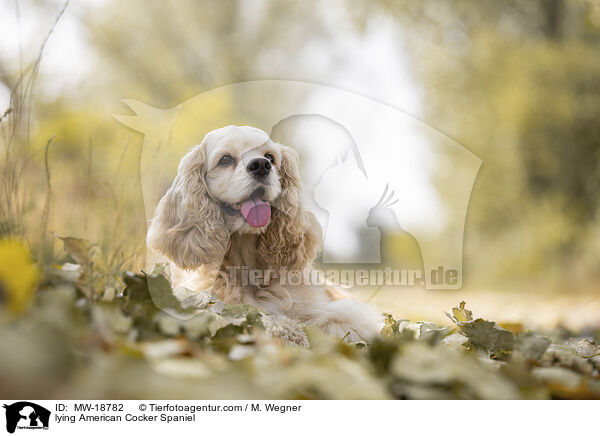 lying American Cocker Spaniel / MW-18782