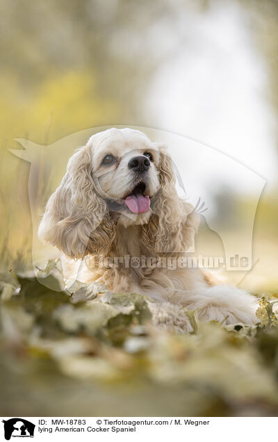 lying American Cocker Spaniel / MW-18783