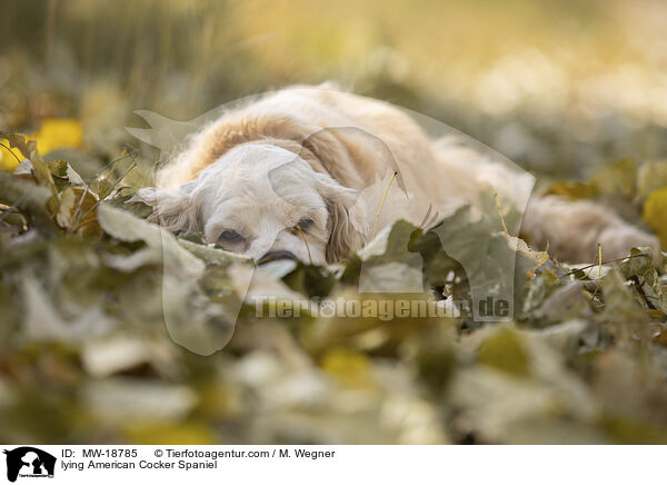 lying American Cocker Spaniel / MW-18785