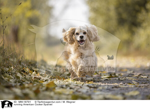 running American Cocker Spaniel / MW-18791