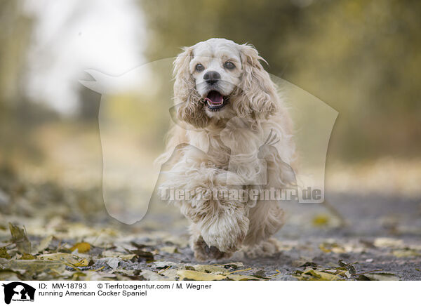 running American Cocker Spaniel / MW-18793