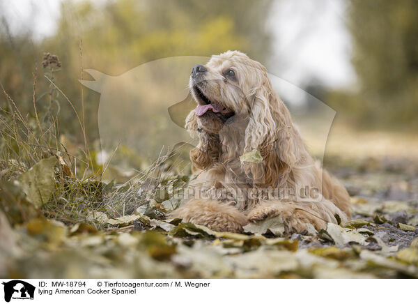 lying American Cocker Spaniel / MW-18794