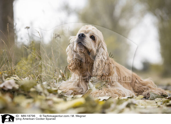lying American Cocker Spaniel / MW-18796