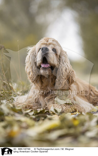 lying American Cocker Spaniel / MW-18799