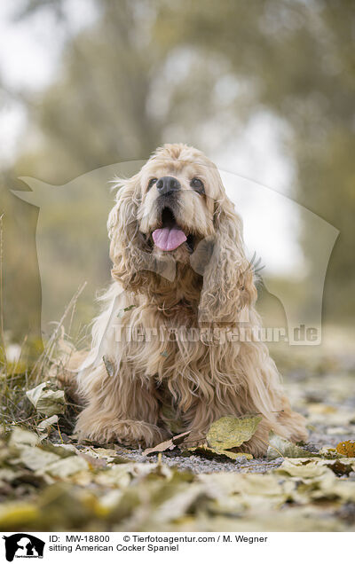 sitting American Cocker Spaniel / MW-18800