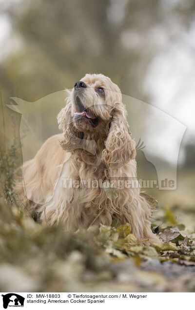 standing American Cocker Spaniel / MW-18803