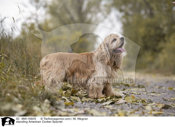 standing American Cocker Spaniel / MW-18805