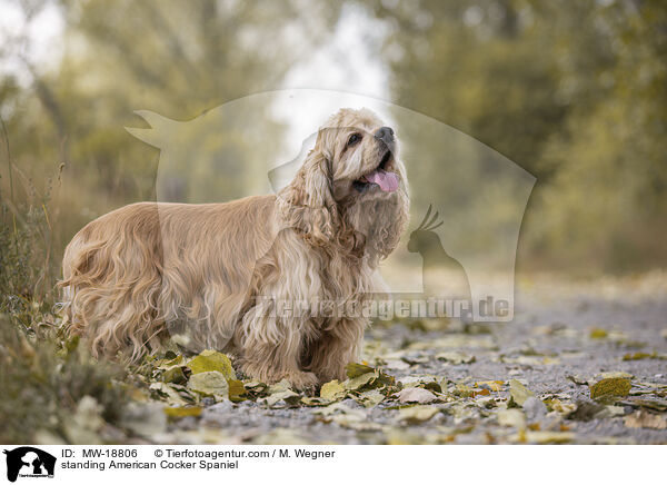 standing American Cocker Spaniel / MW-18806