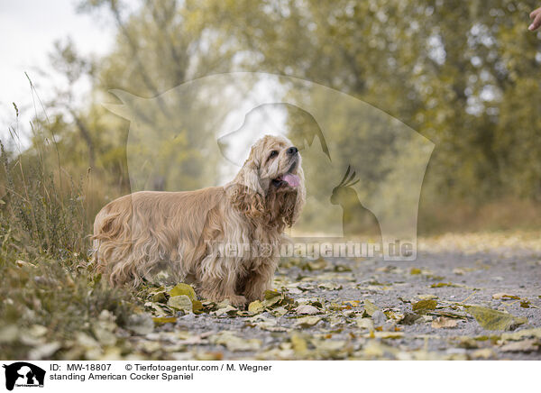 standing American Cocker Spaniel / MW-18807