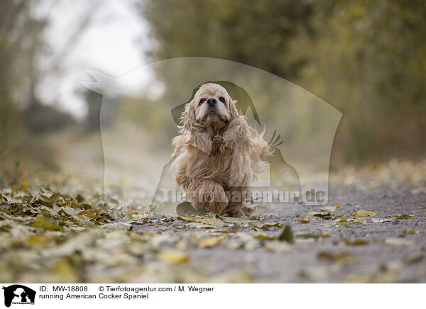 running American Cocker Spaniel / MW-18808
