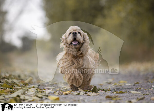 running American Cocker Spaniel / MW-18809