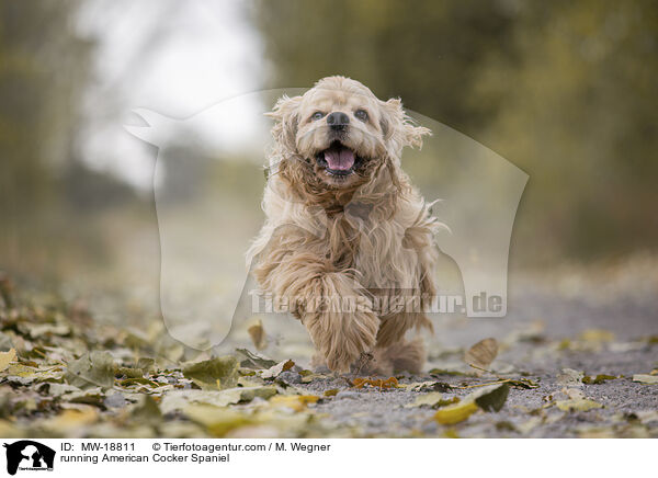 running American Cocker Spaniel / MW-18811
