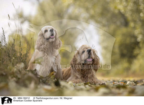 American Cocker Spaniels / MW-18812