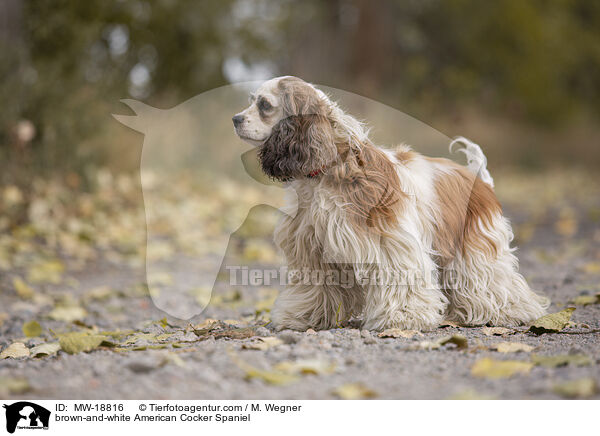 brown-and-white American Cocker Spaniel / MW-18816
