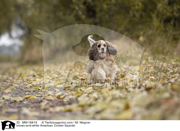 brown-and-white American Cocker Spaniel / MW-18819