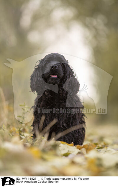 black American Cocker Spaniel / MW-18827