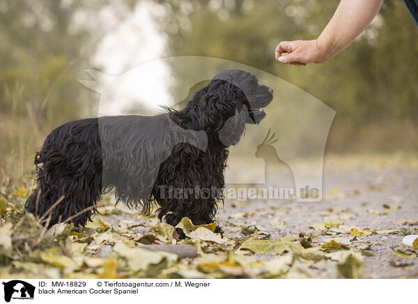 black American Cocker Spaniel / MW-18829