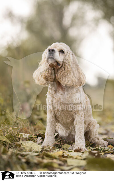 sitting American Cocker Spaniel / MW-18832