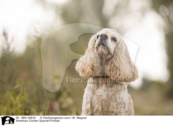 American Cocker Spaniel Portrait / MW-18834