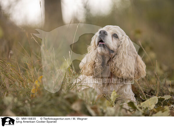 lying American Cocker Spaniel / MW-18835