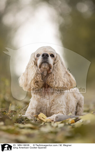 lying American Cocker Spaniel / MW-18838