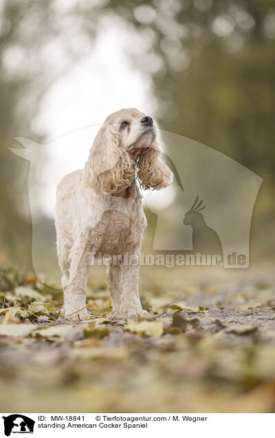 standing American Cocker Spaniel / MW-18841