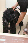 American Cocker Spaniel at dog groomer
