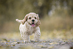 running American Cocker Spaniel