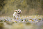 running American Cocker Spaniel